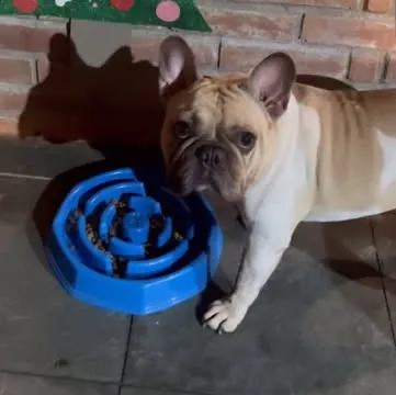 Buldogue francês comendo em um comedouro lento