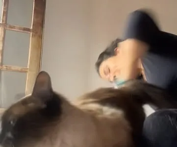 Gato hóspede recebendo carinho