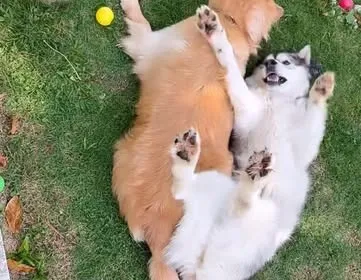 Golden retriever e husky brincando de barriga pra cima na grama