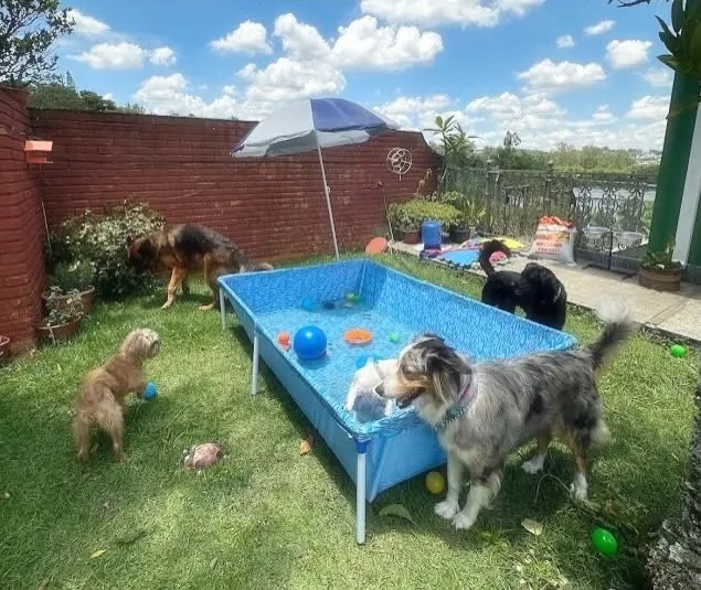 Cães brincando no quintal ao redor da piscina