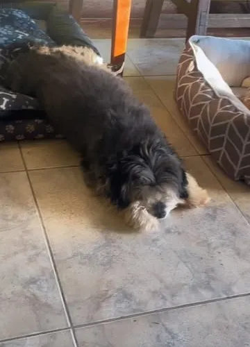 Cão dormindo esticado no chão da sala