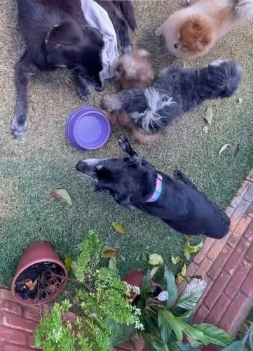 Cães da hospedagem comendo juntos no jardim